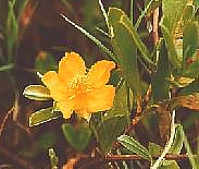 Hibertia scandens